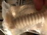 She43m06uc-50 617585 Bosch Genuine Appliance Foot