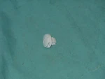 Whirlpool Kenmore W10503549 Dishwasher Access Panel Retainer Fastener White N1. Fixed Price $8.77.